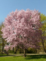 cherry-blossom-6507_640