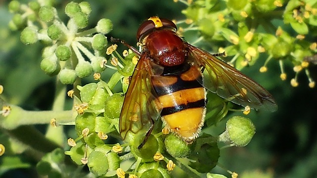 hoverfly-451943_640